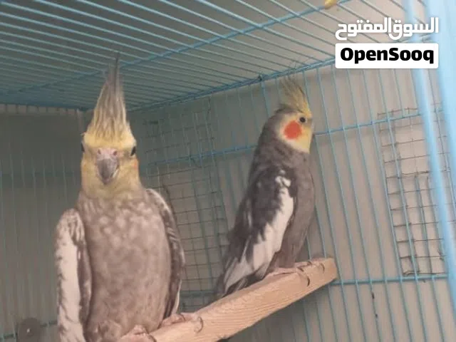 زوج كوكتيل الذكر حبشي والانثى ازبيل منتج 30000