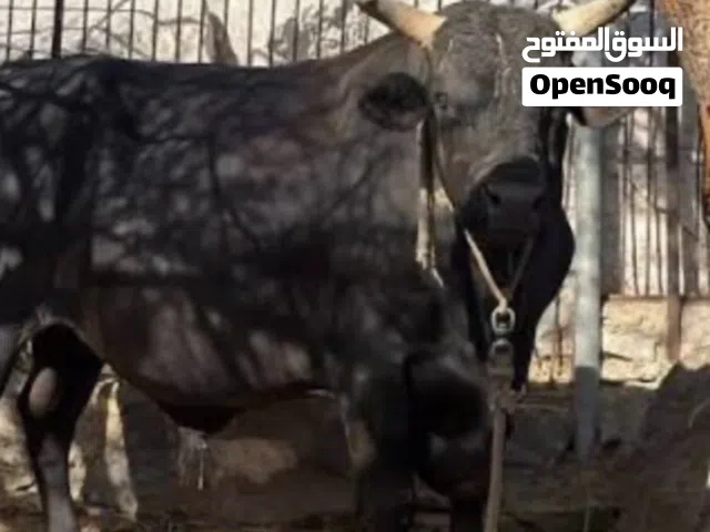 ثور ممتاز جداً