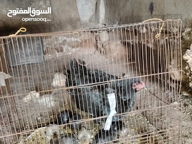ثلث جاجات بناديق باكستاني