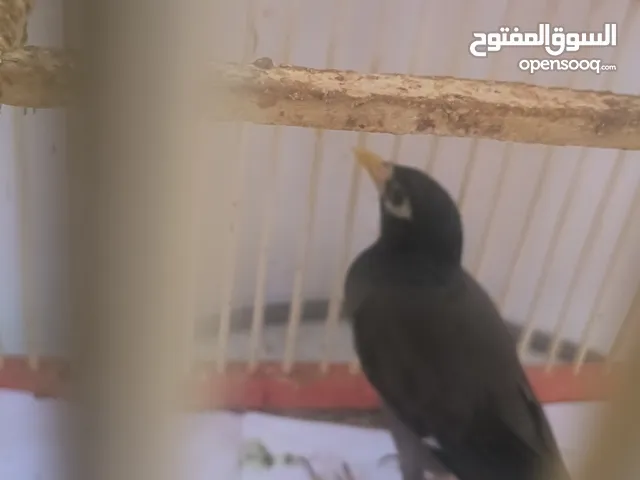 سلام عليكم مينا بصحه ممتازه للبيع بسبب عدم التفرغ