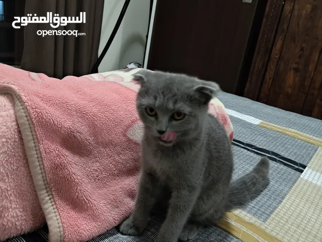 British fold cat 5 months old