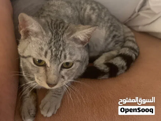 قط ماو المصري