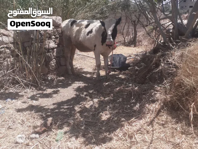 بكيره تحت الفحل