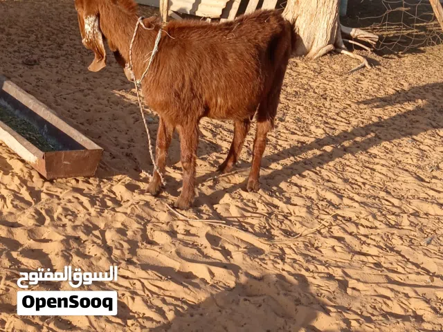 عنز هجين سنها جامعة زي ما موضح في الصور عشرا في الشهرين عنز نظيفة وضرعها سليم عز ماتكسبش جعانة شوية