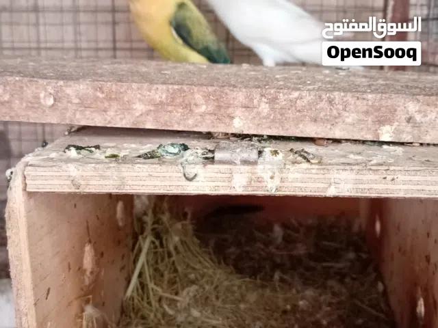 زوجين فيشر للبيع