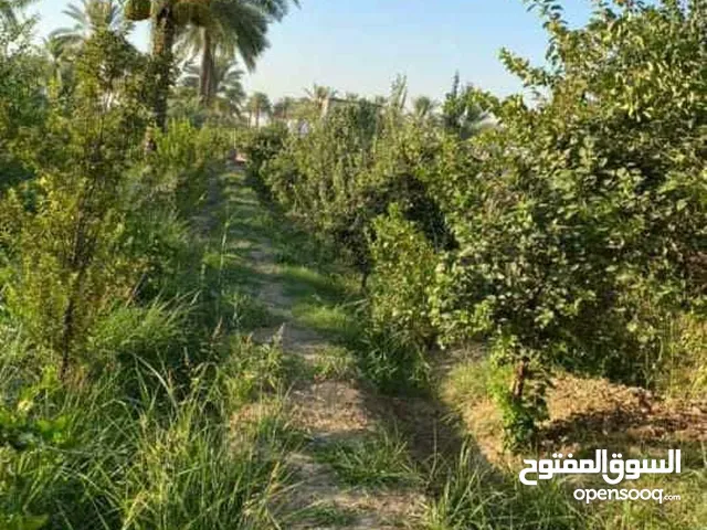 Farm Land for Sale in Baghdad Madain