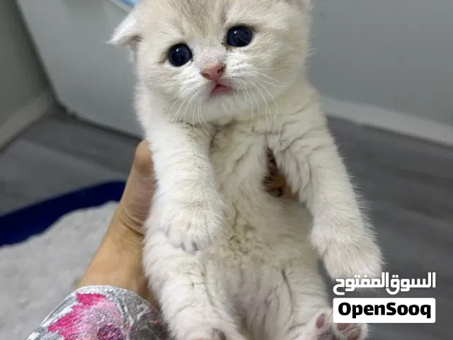 اجمل الكائنات