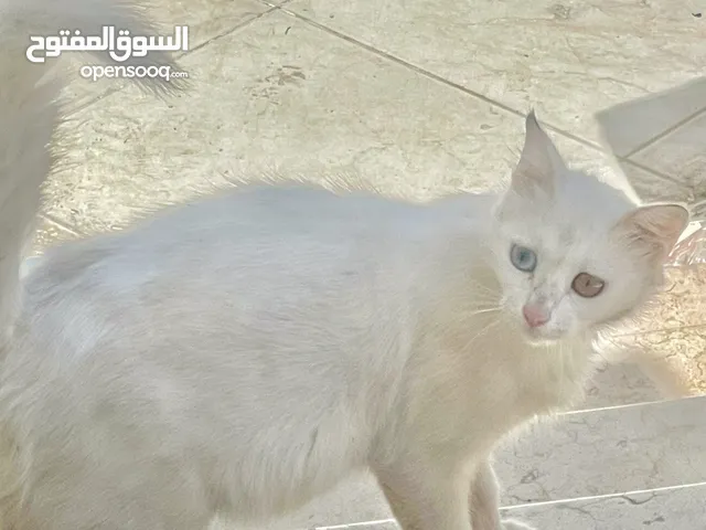 شيرازي شير