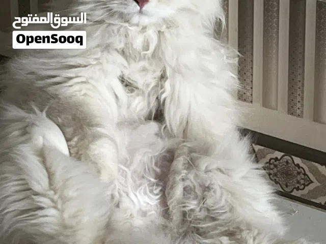 قط فارسي (شيرازي) أبيض للبيع