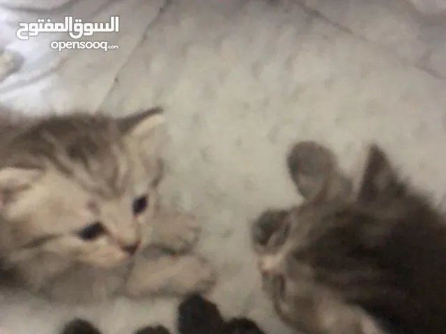 صفقه عاجله
