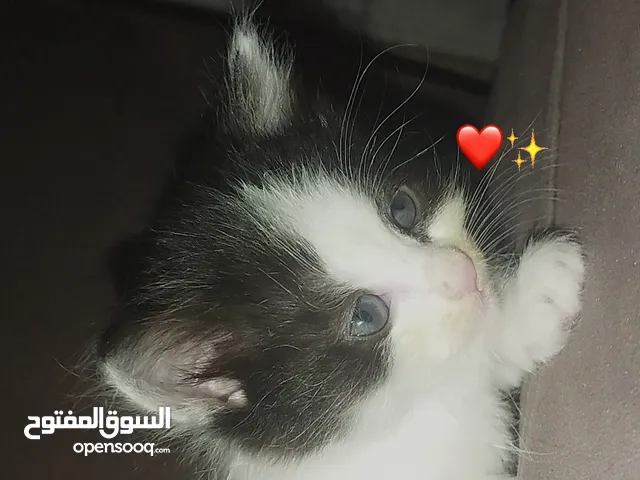 متوفر قطط مستوا عالي جدا