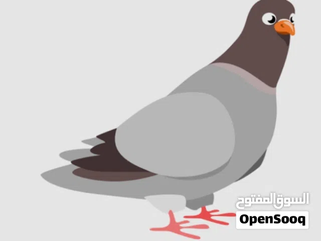 اذا عندك حمام بنص ريال تواصل معي