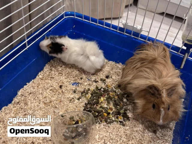 عدد 2 غيني بق الوبر ذكور 2 GUINEA PIG MALES