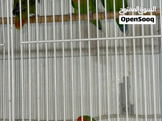 للبيع طيور لافبيرد نضافه وصحه ومنتجات طابه على بيضها