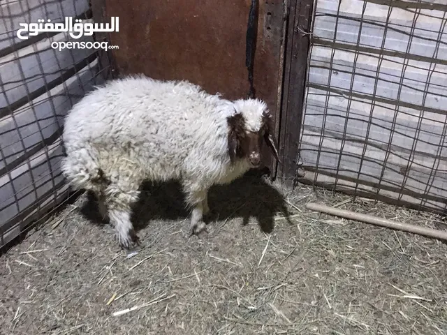 طلي للبيع سعر 320