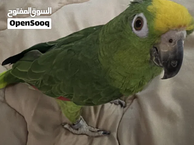 امازون يلوكراون
