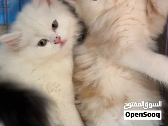 قطط كيتن موون فيس 45 يوم ولاد وبنات متدربين عالليتر بوكس وبياكلوا اكل بيتي kitten moon face cats.