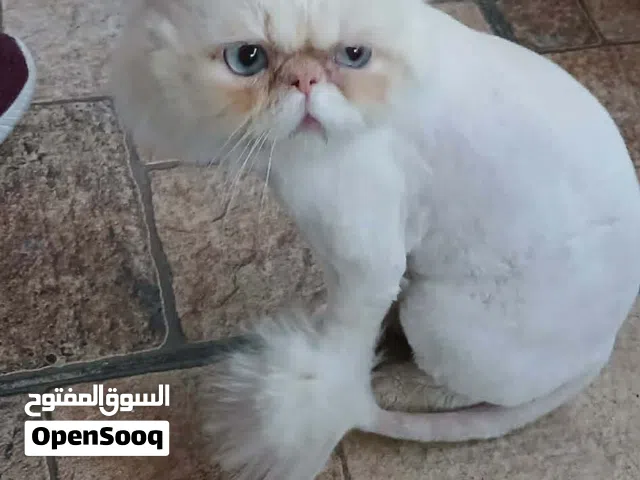 قط هملايا بيكي فيس زرار