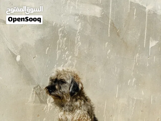 متاح كلب زينه