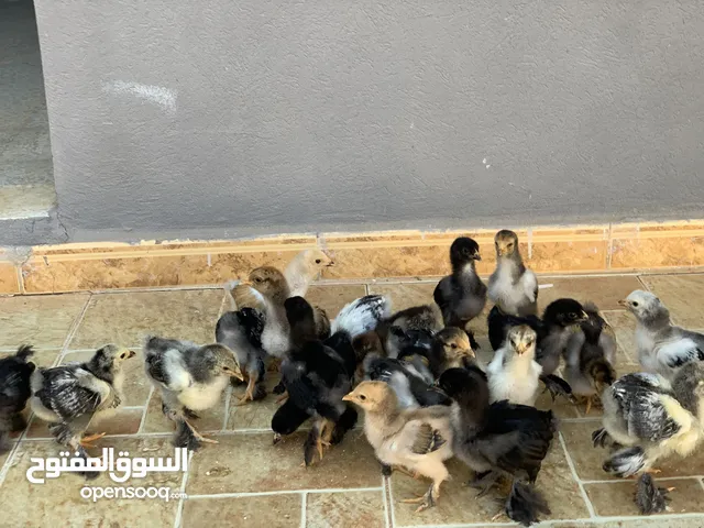 فلاليس براهما سبرايت للبيع