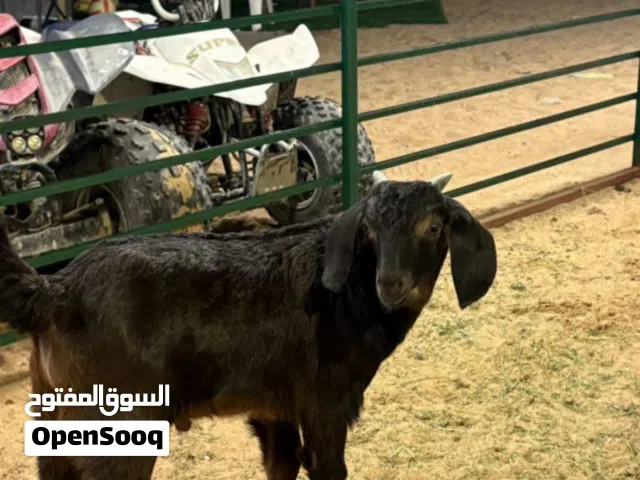 تيس أنثى للبيع الذباح او للتربيه