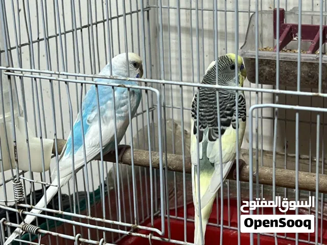 متاح. زوج طيور حب مع افراخ 4 كبار