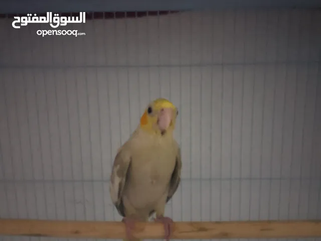 فرخ كروان طفرة سينامون