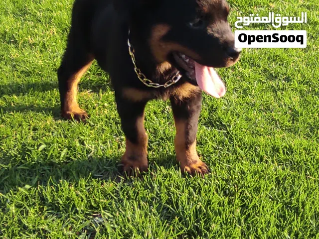 كلبة روت للبيع