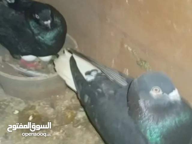 جوز بواز ابيض بطاردن علا بيض جوز نوري اسود قاعد علا بيض جوز ذبابنه بطارد علا بيض جوز وقواق قاعد علا