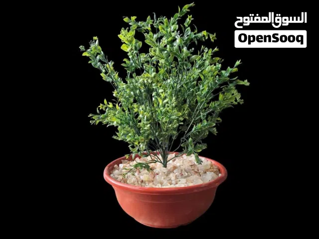 حوض مدور زهور  زرع اخضر