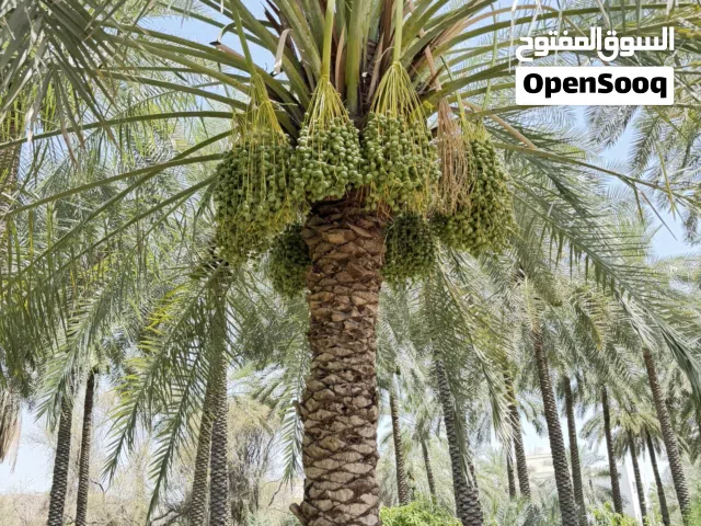 طناء نخيل خلاص وخنيزي وزيد وخصاب في ولاية الرستاق