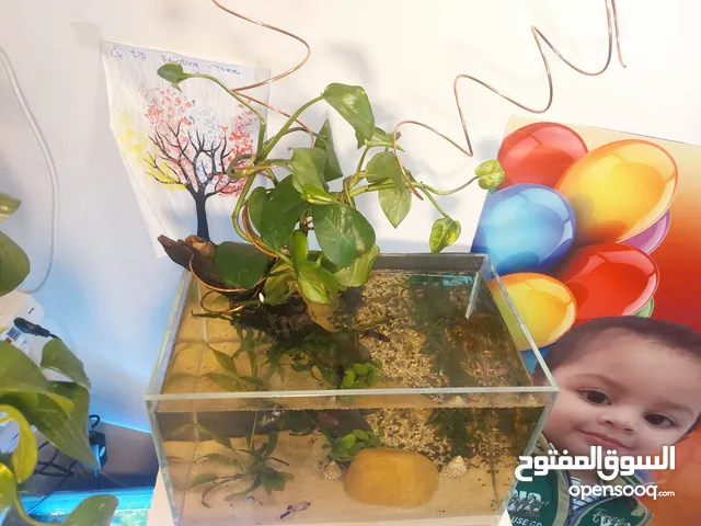 Planted fish tank and Bowl