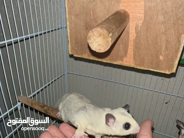 الببغاء الطائر