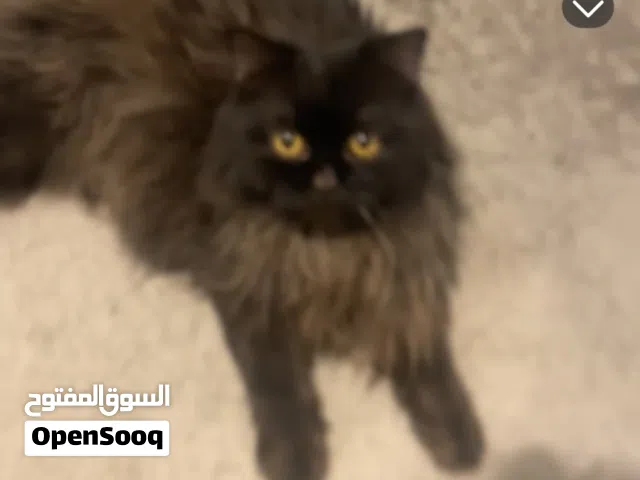 قطة للبيع ....
