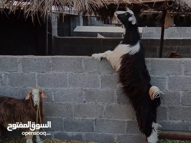 ماشاءالله أغنام محليه للتربيه و ذبائح تيوسه مخصايات اقرأ التفاصيل قبل التواصل