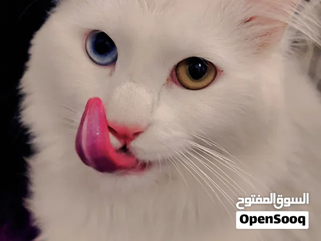 turkish angora Persian