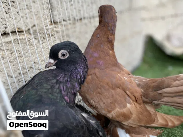 متاح كوبيه روسي ربيً ايبارك