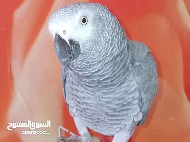 ببغاء زنجباري حجم جانبو مروض كيف بادي يتكلم