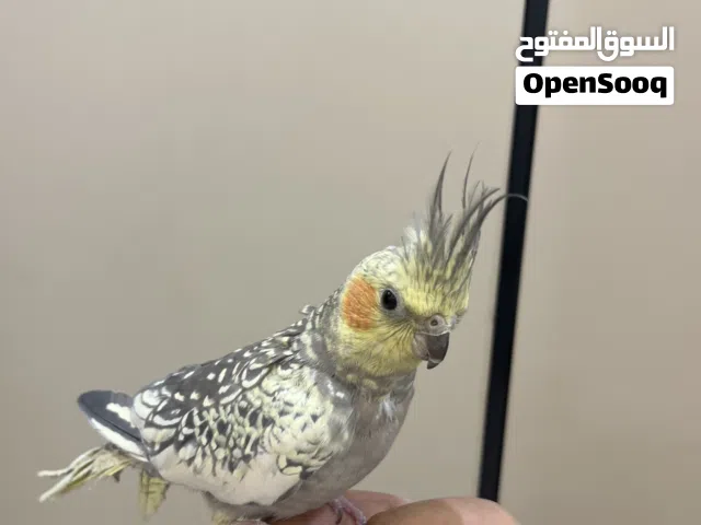 كروان ذكر عمره 7 اشهر ربوه
