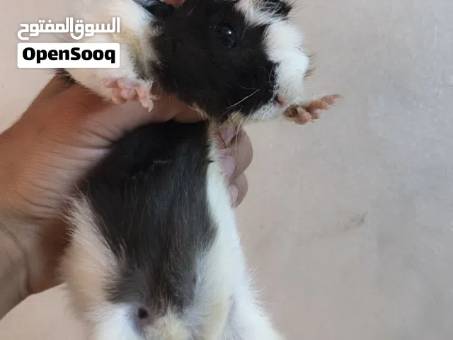 جوز غيني (ارنب هندي) للبيع مع القفص30بدون25