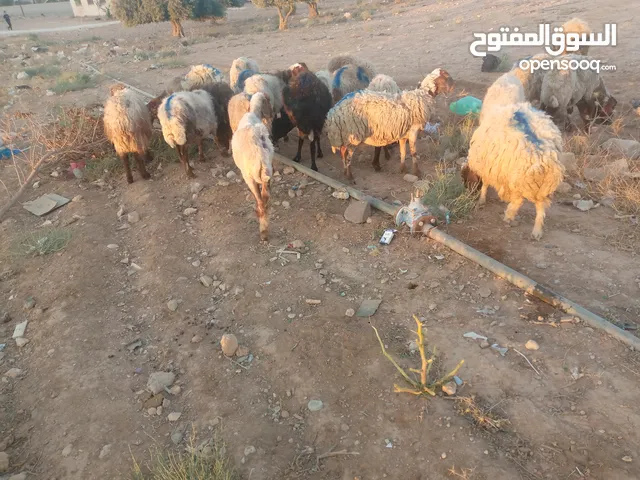 اي راس 100 دينار نفس الصور شروط العقيقه بلدي وخدمة ذبح عرض لنهاية الكميه