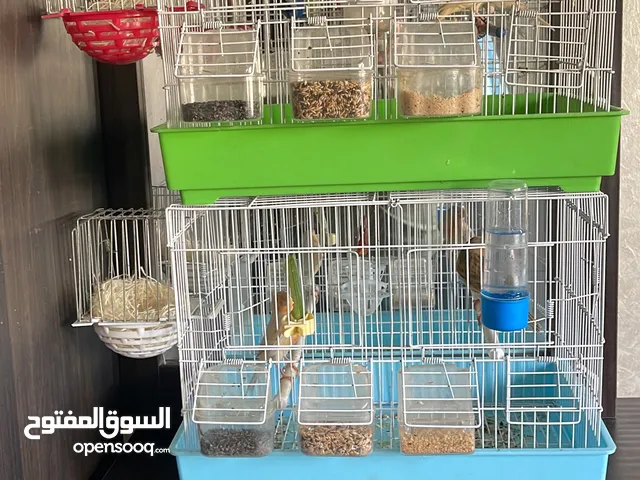 يوجد طيور كناري مميزة وجميلة في الخليل