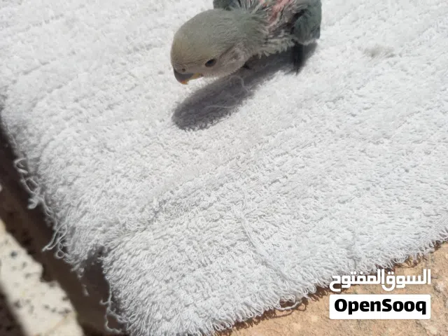 فرخ روز للترويض