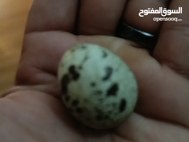 بيض سمان للبيع 12دحيه