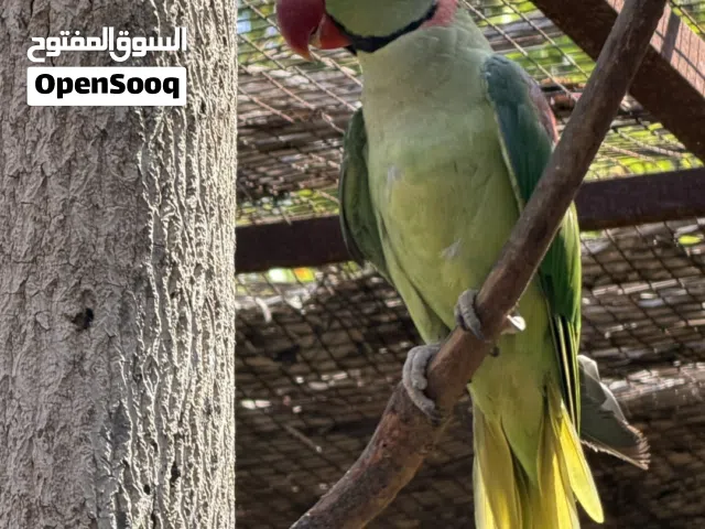 أقراء الوصف