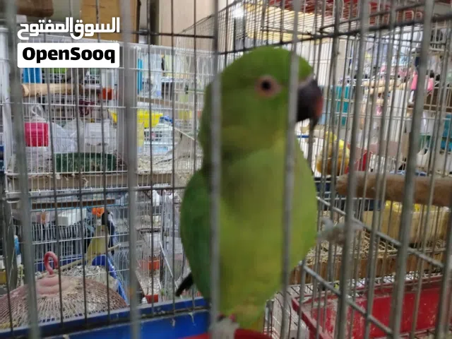 مطلوب(أنثى ببغاء درة في أقرب وقت)عمر لا يقل عن سنتين
