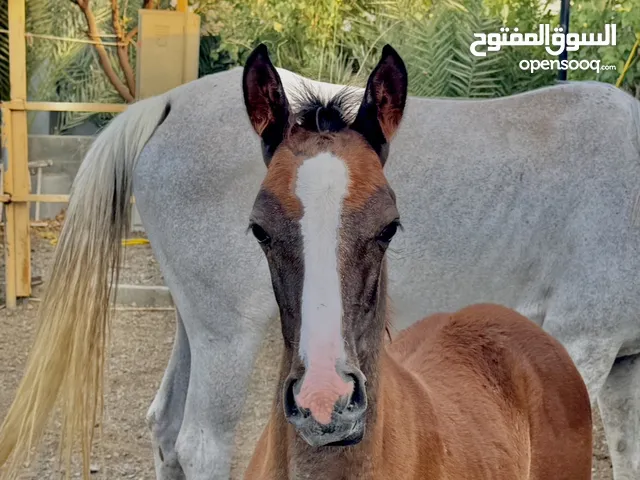 مهر عربي عمره 5 شهور
