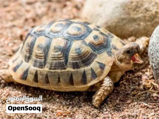 يوجد توصيل داخل الزرقاء 3دنانير خارج الزرقاء 5دنانير نظيف  صحه شغل بيض الحبه 5دنانير سعر جمله