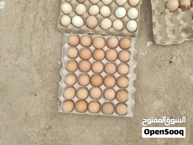 دحي البيع ابرهما  ماخصاب جديد بي الحار