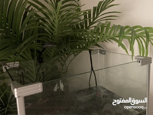 للبيع سلاحف الرد اير اقرا الوصف